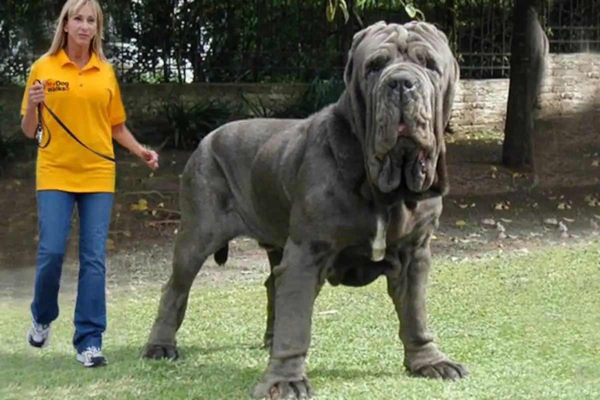 Dünyanın en büyük köpeği hangisi? En büyük köpek cinsleri