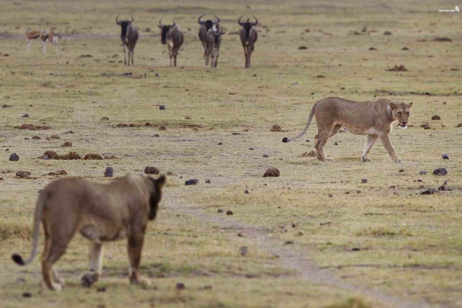 Kenya'da 6 aslan ölü bulundu