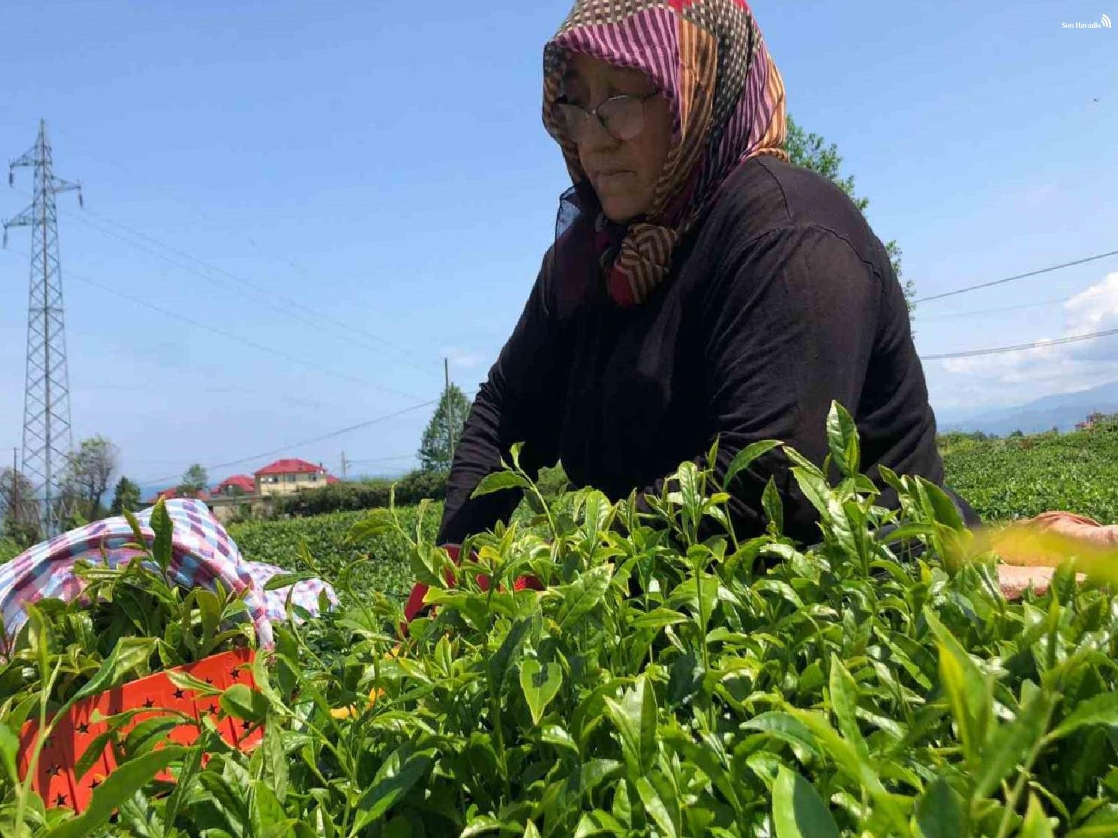 Rize'de yaş çay kullanıcılarını bahçelere çekmeye başladı