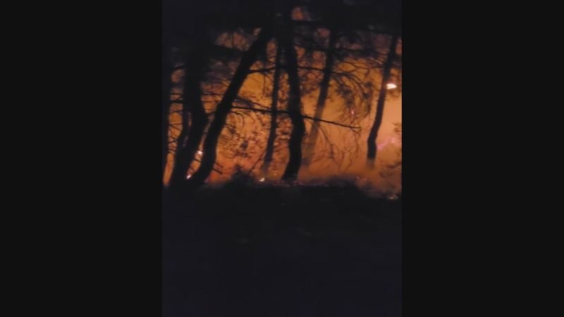 bursa, osmangazi'de orman yangını