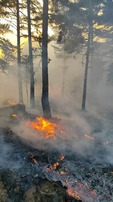 çanakkale'nin ayvacık ilçesinde orman yangını